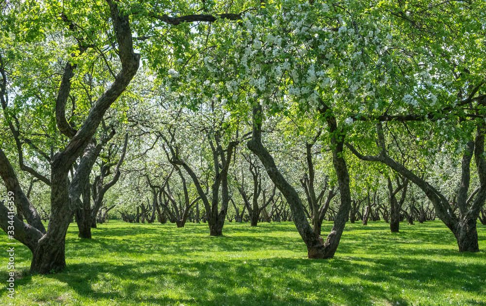 green apple trees in the park green apple trees in the park