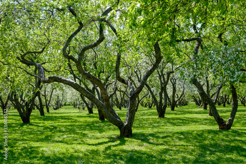 green apple trees in the park