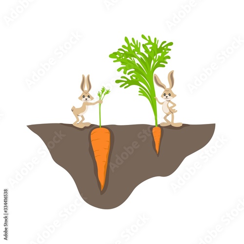Two funny cartoon rabbit with small and big carrot on garden bed vector graphic illustration. Colored wild animal with harvest underground comparison different grow vegetable isolated on white