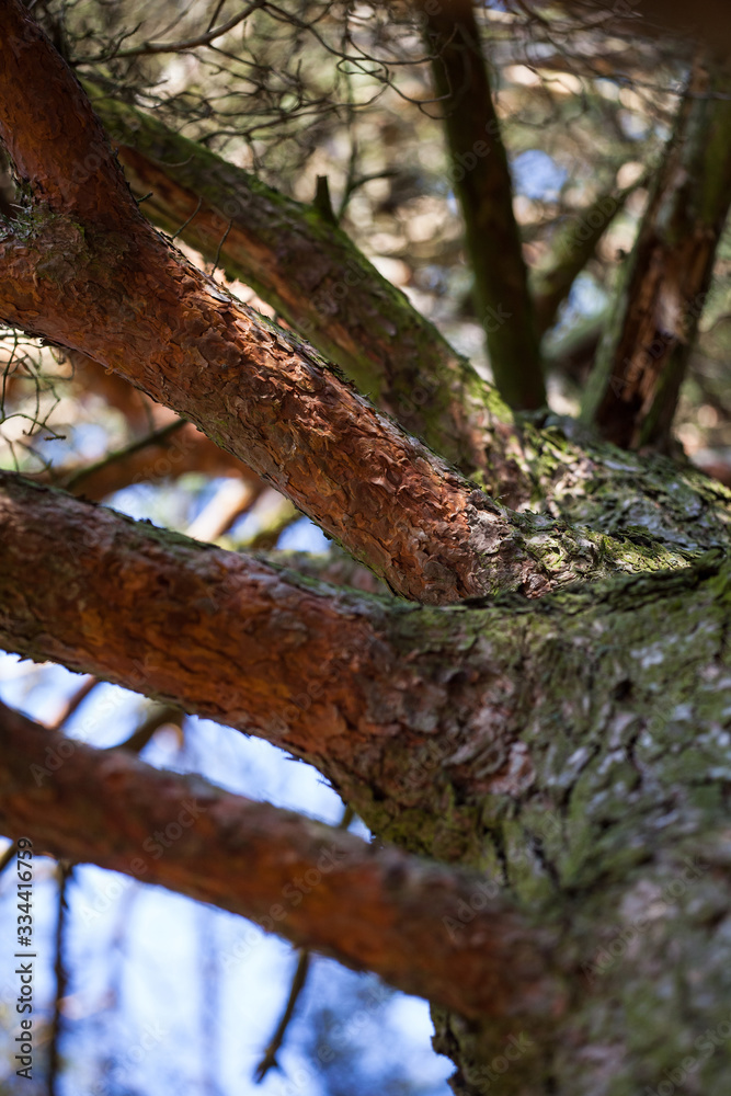 Tree trunk of Pine forest. Nature green wood sunlight backgrounds. Selective focus. Tree trunk of Pine forest. Nature green wood sunlight backgrounds. Selective focus.
