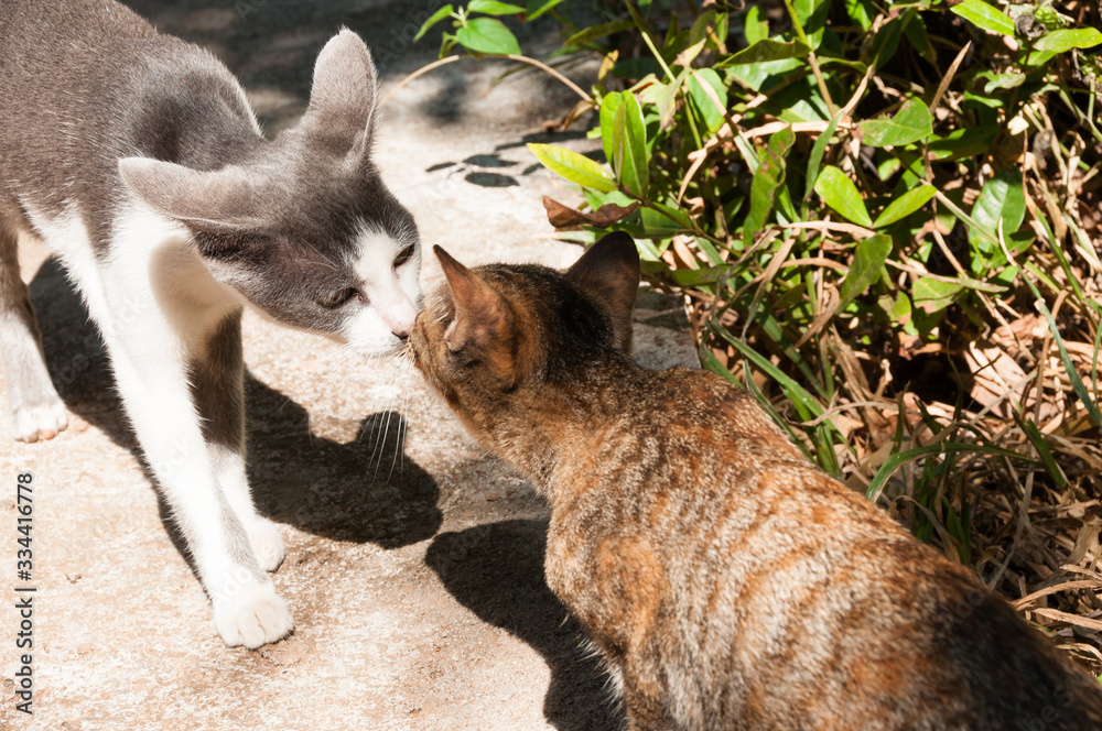 Stray Cat Two Male Cats Living Together Second Cat How To Get Two