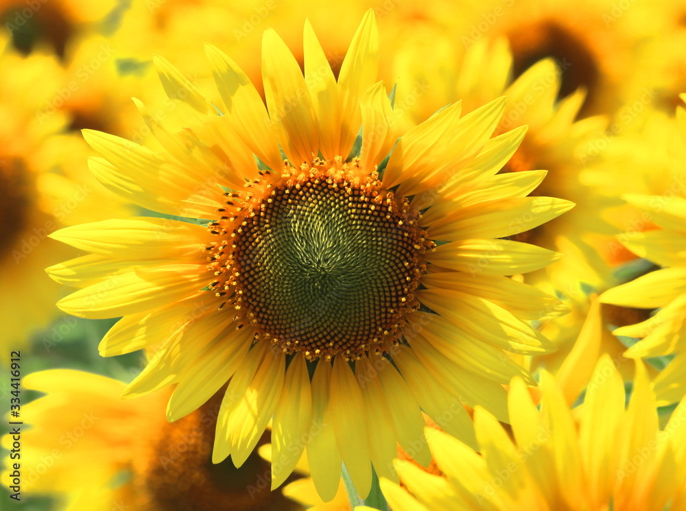 Fototapeta premium beautiful sunflowers (helianthus annuus) are blooming in the field