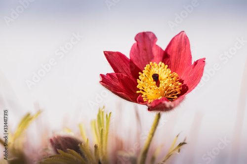 Makroaufnahme einer K  chenschelle Balkonblume