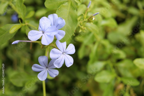 Light blue flower of Cape Leadwort or White plumbago are on branch and blur bright green leaves background.