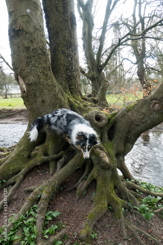 Australian Sheperd Hund auf dem Baum Australian Sheperd Hund auf dem Baum