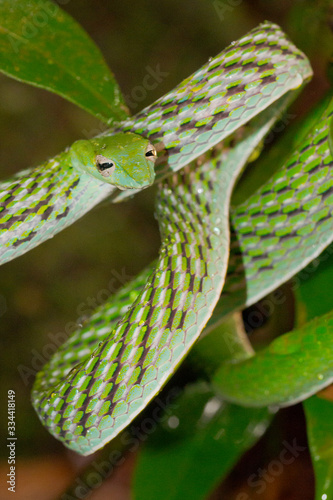 Green Vine Snake, Long-nosed Whip Snake, Ahaetulla nasuta, Sinharaja National Park Rain Forest, Sinharaja Forest Reserve, World Heritage Site, UNESCO, Biosphere Reserve, Sri Lanka, Asia