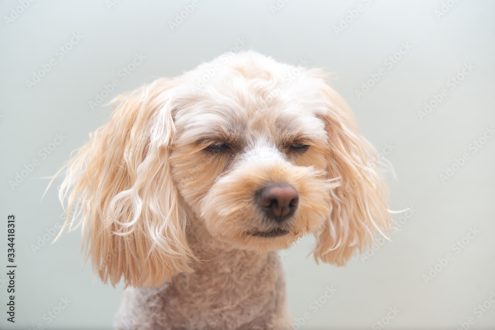 犬の動作、表情 眠たい 犬の動作、表情 眠たい