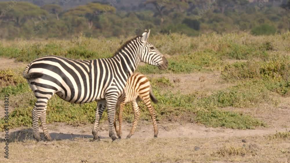 Mother zebra with a calf on the African plains in UHD Mother zebra with a calf on the African plains in UHD