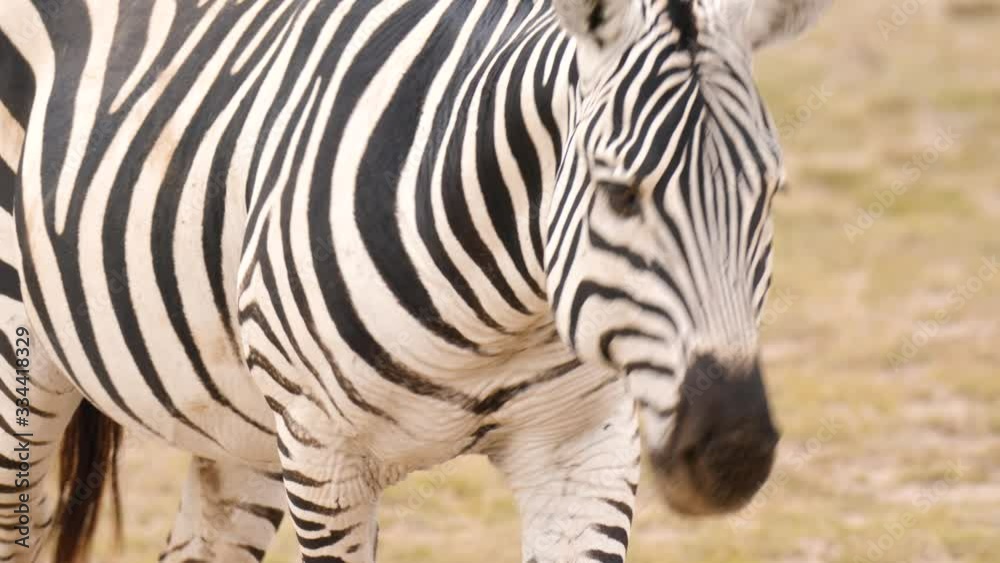 Zebra Up Close crossing the frame in Africa Zebra Up Close crossing the frame in Africa