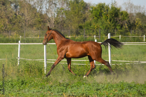 foal