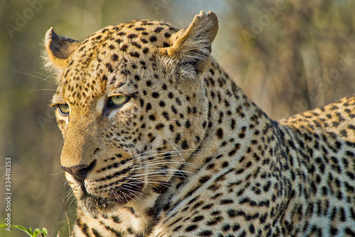Leopard, Panthera pardus, Kruger National Park, South Africa, Africa
