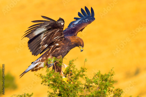 Golden Eagle, Aquila chrysaetos, Águila Real, Forest Pond, Castilla y León, Spain, Europe