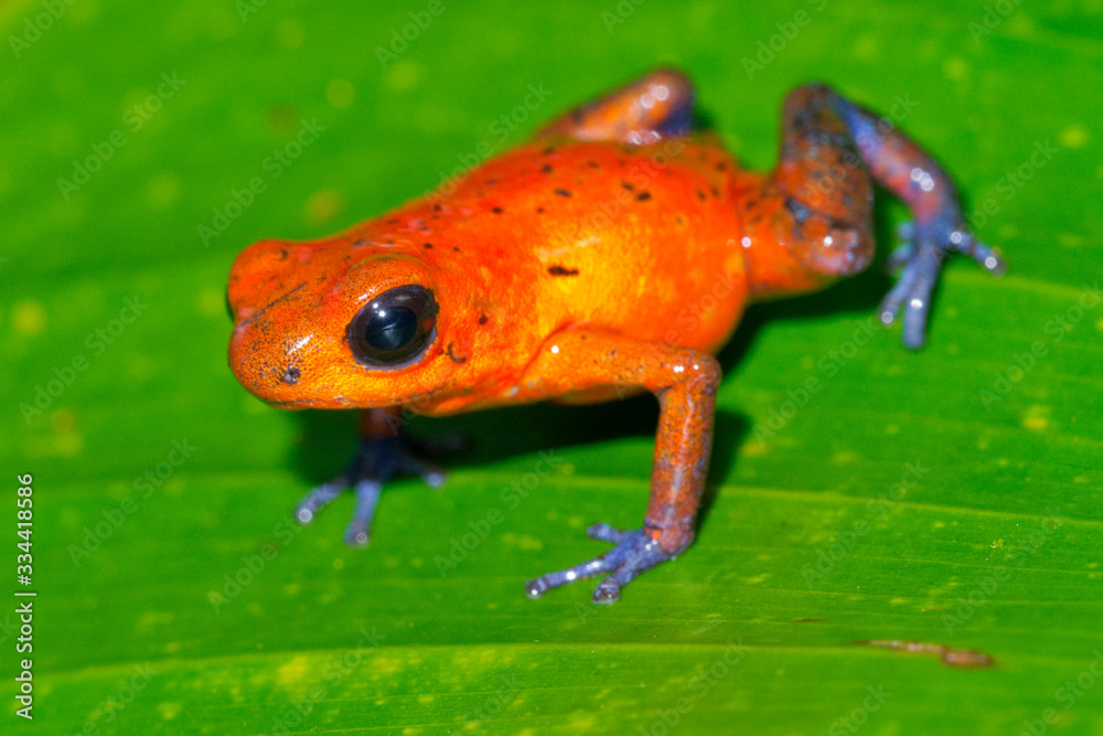 Fototapeta premium Dart Poison Frog, Blue Jeans, Oophaga pumilio, Dendrobates pumilio,Tropical Rainforest, Costa Rica, Central America, America
