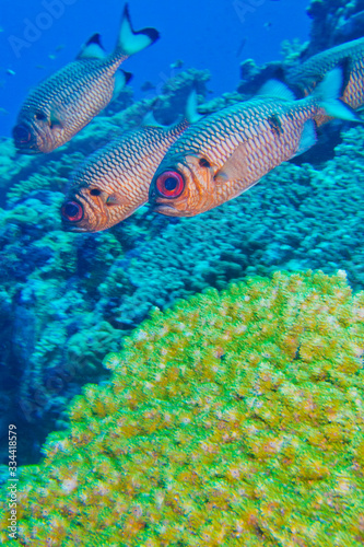 Bronze Soldierfish  Myripristis adusta  North Ari Atoll  Maldives  Indian Ocean  Asia