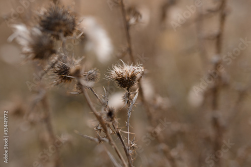 Dry field flowers. © KDdesignphoto