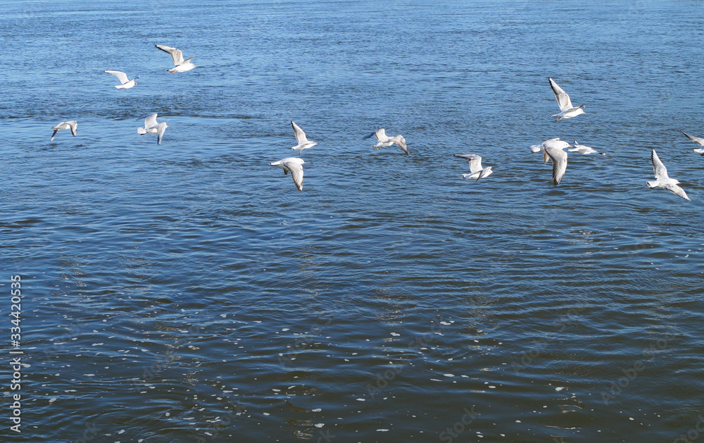 Birds of white seagulls flying over the river afternoon on the sunny wildlife Day 