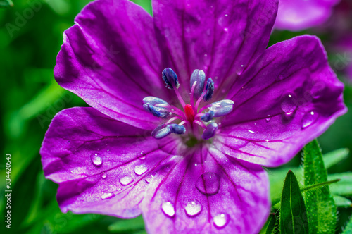 macrophotography of bright flowers with water drops on the petals in the green after the rain © vadikovskiy