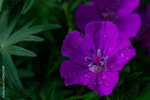 macrophotography of bright flowers with water drops on the petals in the green after the rain