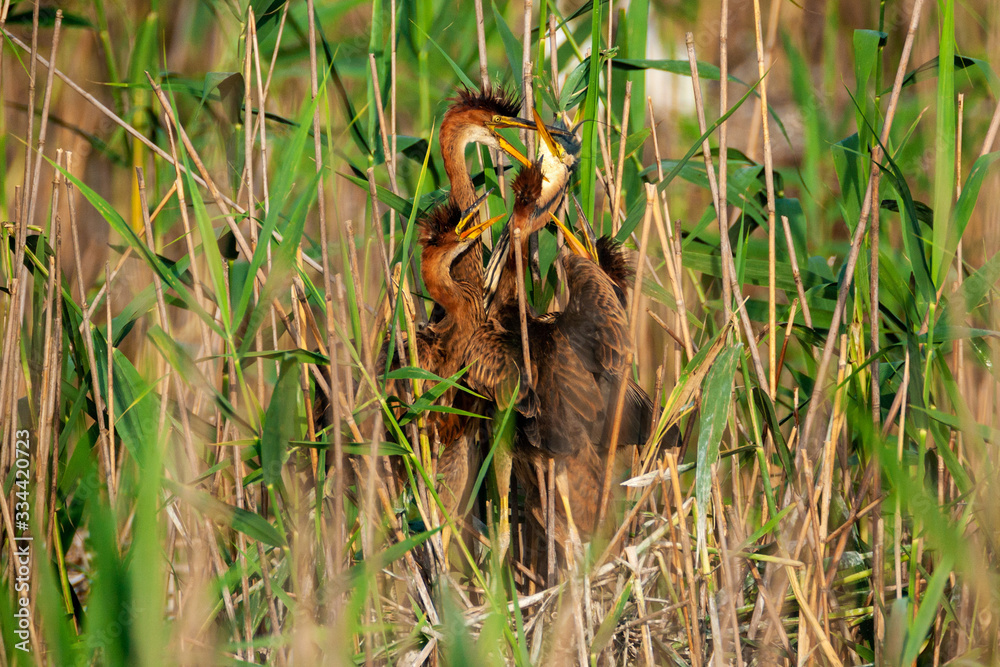 The purple heron nesting in bird colony in Lonjsko polje, Croatia The purple heron nesting in bird colony in Lonjsko polje, Croatia