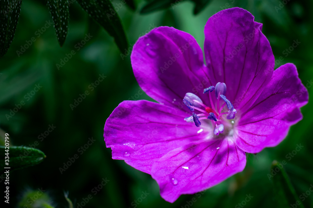 macrophotography of bright flowers with water drops on the petals in the green after the rain macrophotography of bright flowers with water drops on the petals in the green after the rain