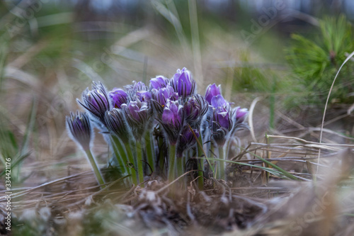 Morning walk through the woods in search of dream grass, the city of Boyarka. Kiev region. Ukraine. 03. 29. 2020 photo