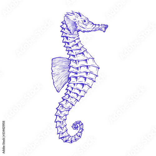 Hand drawn seahorse. Vector illustration isolated on white background.