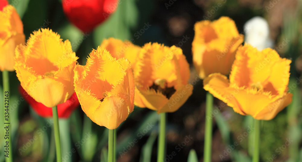 Tulip on natural blurred background. delicate tulip flower with petals and bright green leaves. Tulip on natural blurred background. delicate tulip flower with petals and bright green leaves.