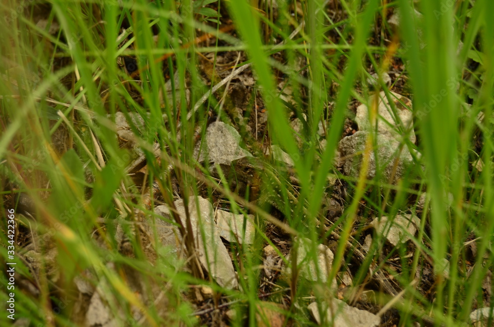 Lizard among the grass on a summer day
