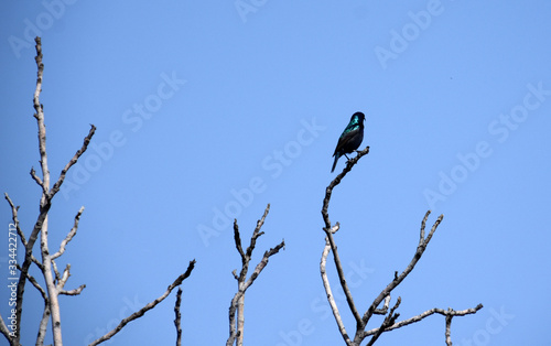 Palestine sunbird © Priyadarshi Ranjan