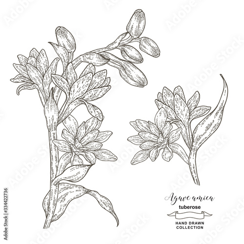 Obraz na płótnie Agave amica, tuberose set