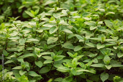 Wallpaper Mural Close-up of a bush of basil aromatic plant Torontodigital.ca