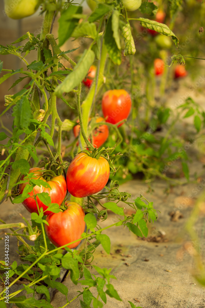 Ripe tomatoes on the plant in a greenhouse
