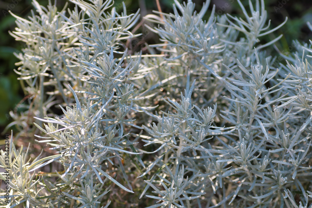 close up of helichrysum bush in the sunset ligh close up of helichrysum bush in the sunset ligh