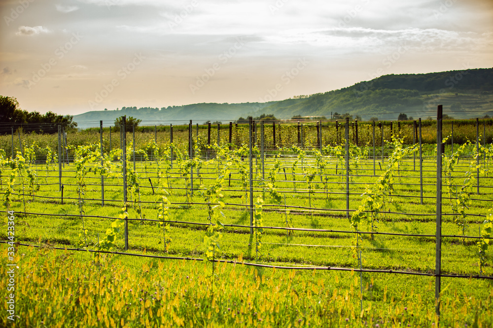 Landscape of a green young vineyard