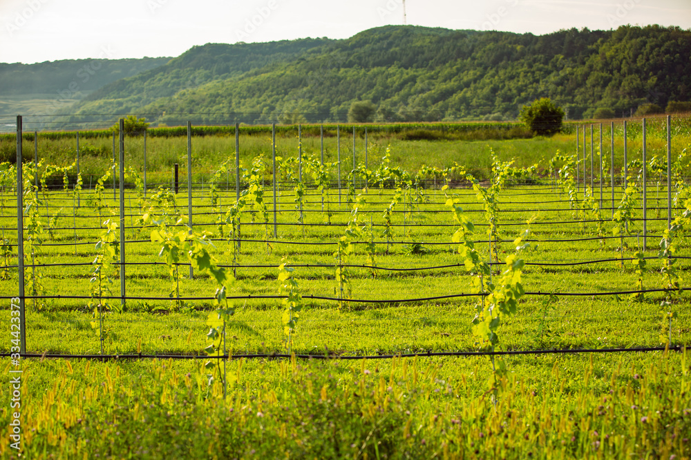 Landscape of a green young vineyard