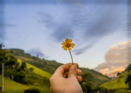 yellow flower in hand