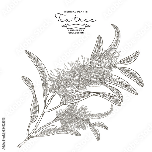 Tea tree flowers isolated on white background. Melaleuca plant hand drawn. Vector botanical illustration. Engraved style.