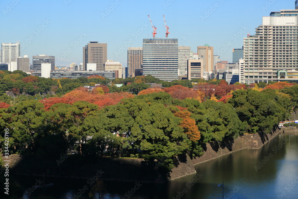 Fototapeta premium 皇居外苑の紅葉の森とオフィスビル群