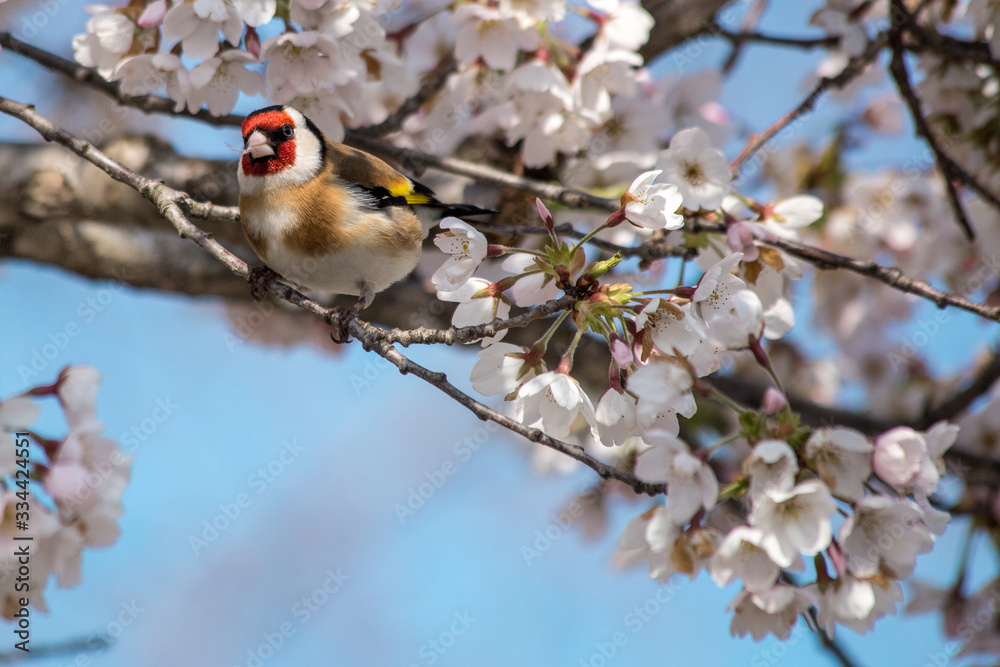 Stiebitz-einheimischer Vogel in blühendem Apfelbaum Stiebitz-einheimischer Vogel in blühendem Apfelbaum