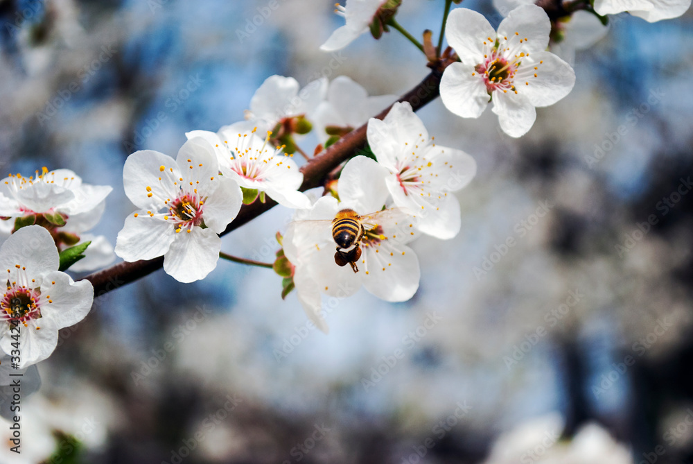 Bee. Honey production. Flowering tree, close up. A honey bee collects pollen from a fruit tree. Ode to spring. Bee. Honey production. Flowering tree, close up. A honey bee collects pollen from a fruit tree. Ode to spring.