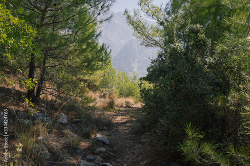 mountains and forest