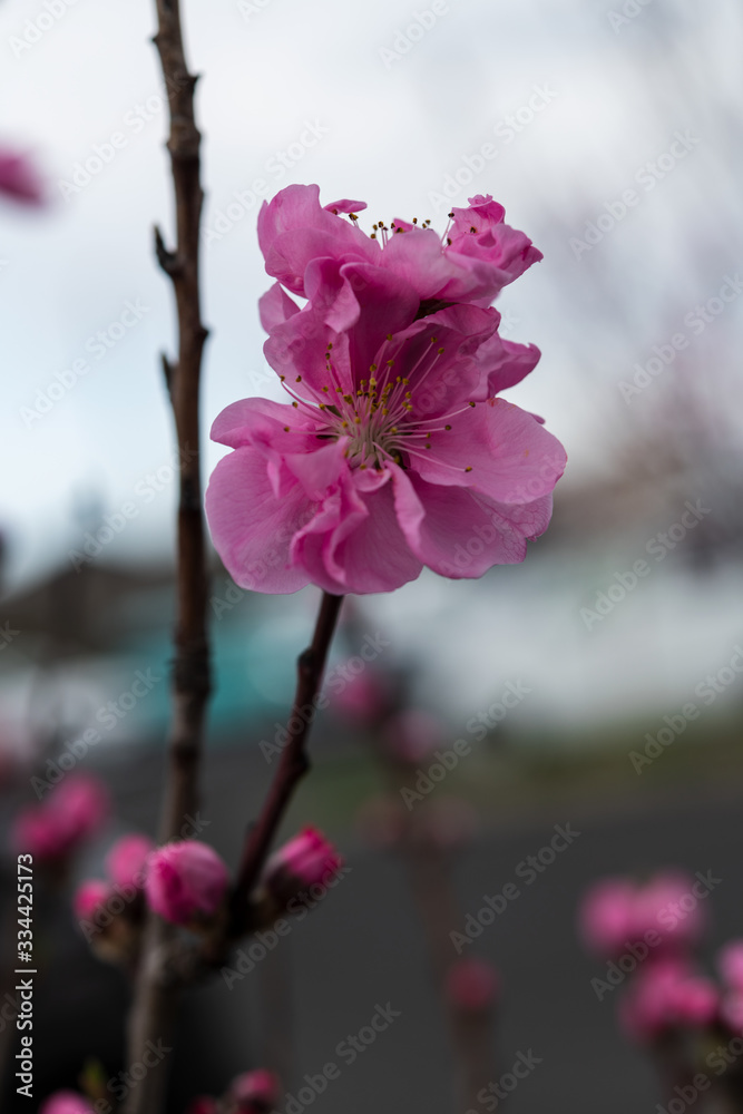 桃色の花桃 桃色の花桃