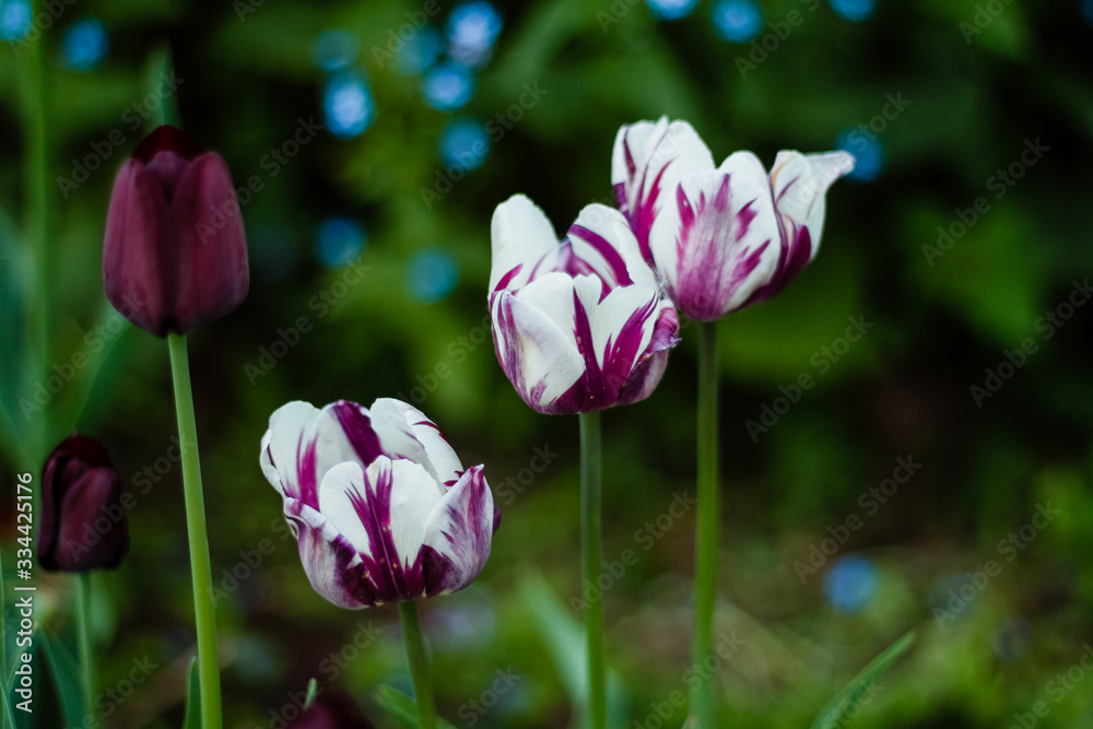 pink tulips in the garden