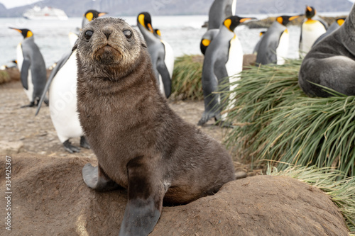 fur seal pup with king penguins, South Georgia photo