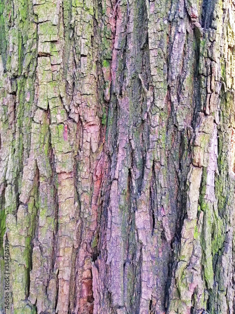 Obraz premium brown tree bark texture close up