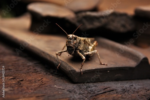 grasshopper on railway