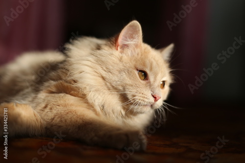 Lazy lovely fluffy ginger cat lying and basking on sun. Beige cute kitten relaxing.