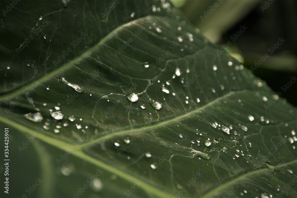 dew on a green leaf dew on a green leaf
