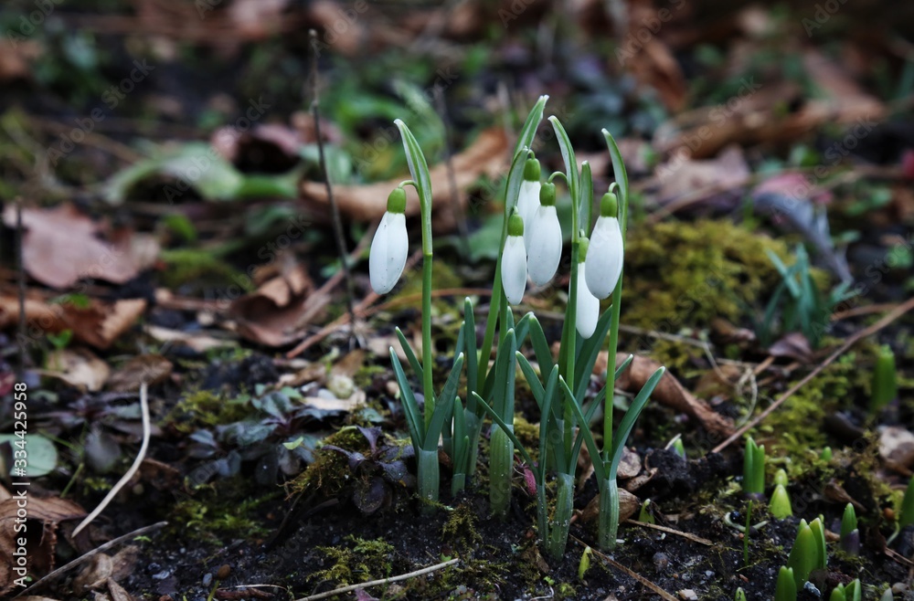 Spring Spring