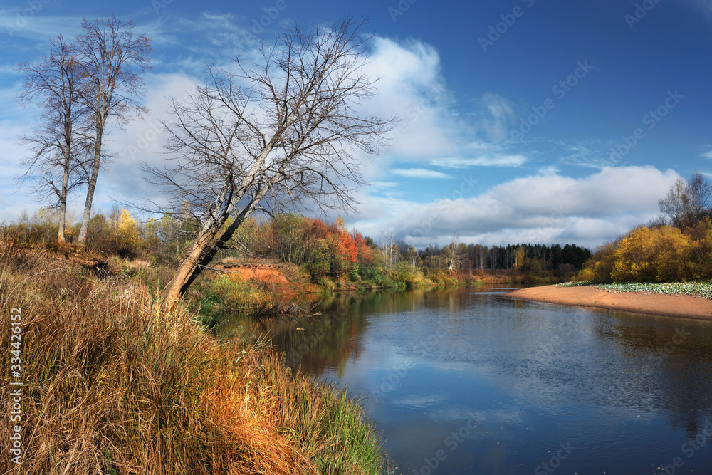 Trees on the shore of a warm lake. Coniferous pine forest near a taiga pond. Trees on the shore of a warm lake. Coniferous pine forest near a taiga pond.